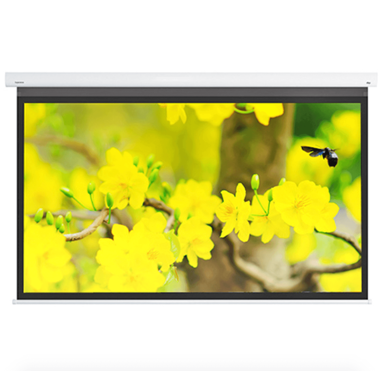 màn chiếu dnp supernova flex 120 inch